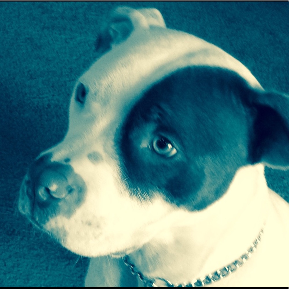 Meet your Posher, Ella